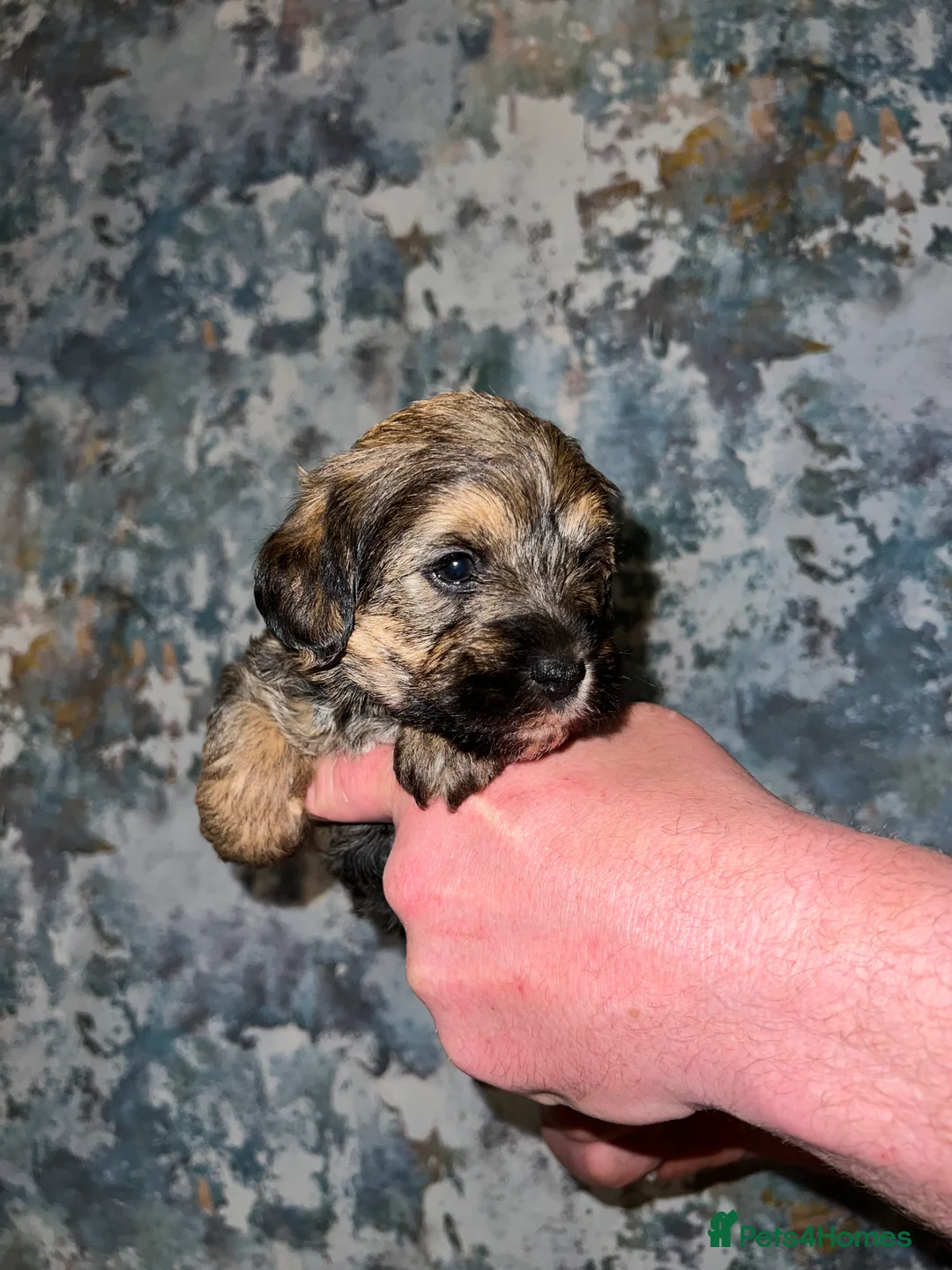 Mixed Breed dogs for sale: Borderpoo pups for sale(borderterrier x toypoodle) in Manchester - Advert 11