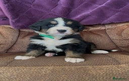 Bernese Mountain Dog dogs for sale: KC Reg Bernese Mountain Dog Puppies - Image 2