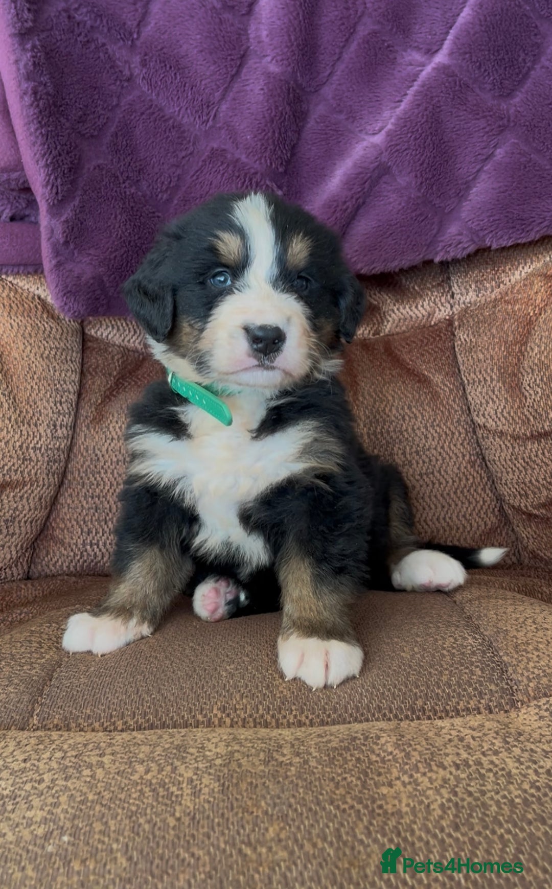 Bernese Mountain Dog dogs for sale: KC Reg Bernese Mountain Dog Puppies - Image 2