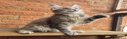 Maine Coon cats for sale: 2 Beautiful Maine coon kittens - Advert 9