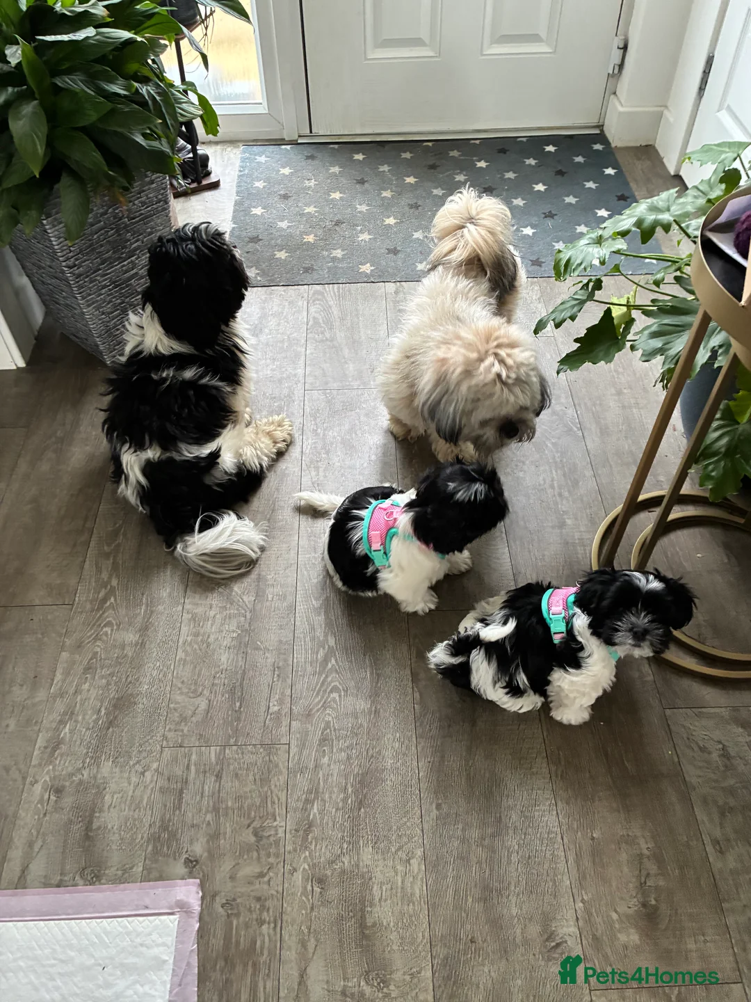 Malshi dogs for sale: Malshi pups - Advert 9