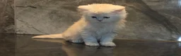 Scottish Fold cats for sale: Eight wee wonders seek mum/dad - Advert 12