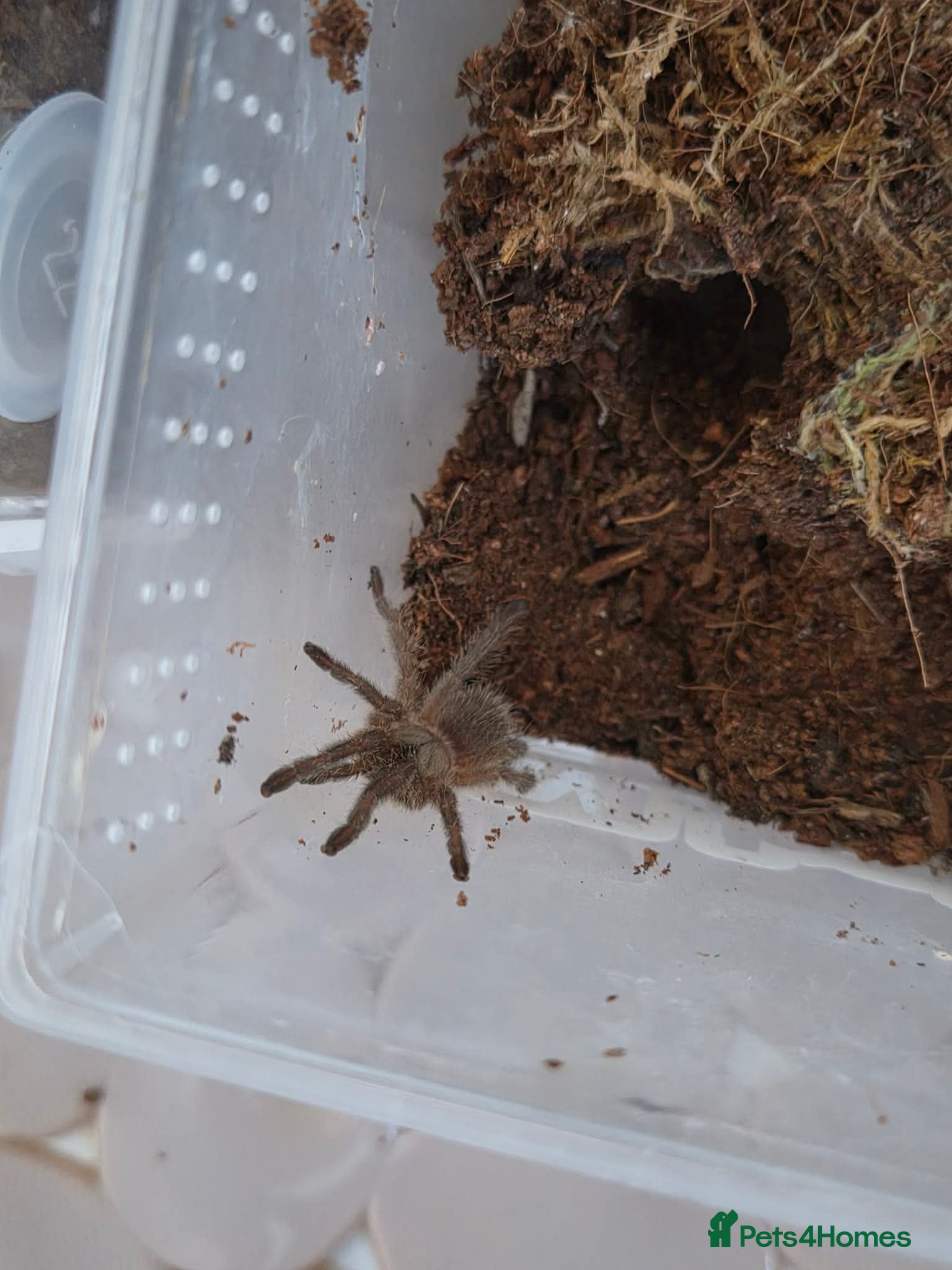 Tarantulas invertebrates Monocentropus balfouri x 4 - Advert 1