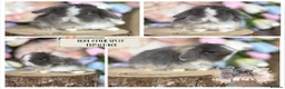 Mini Lop rabbits for sale: 🌟 PUREBRED MINI LOP BABIES 🌟 - Advert 5