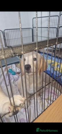 Golden Retriever dogs - Advert 6