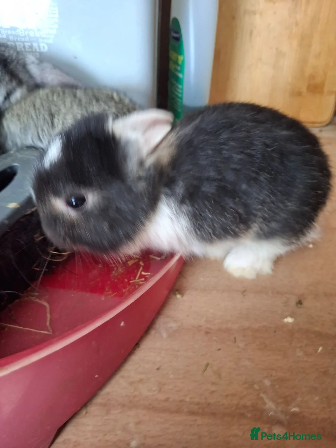 Mini Lop rabbits for sale: Mini lop - Advert 32