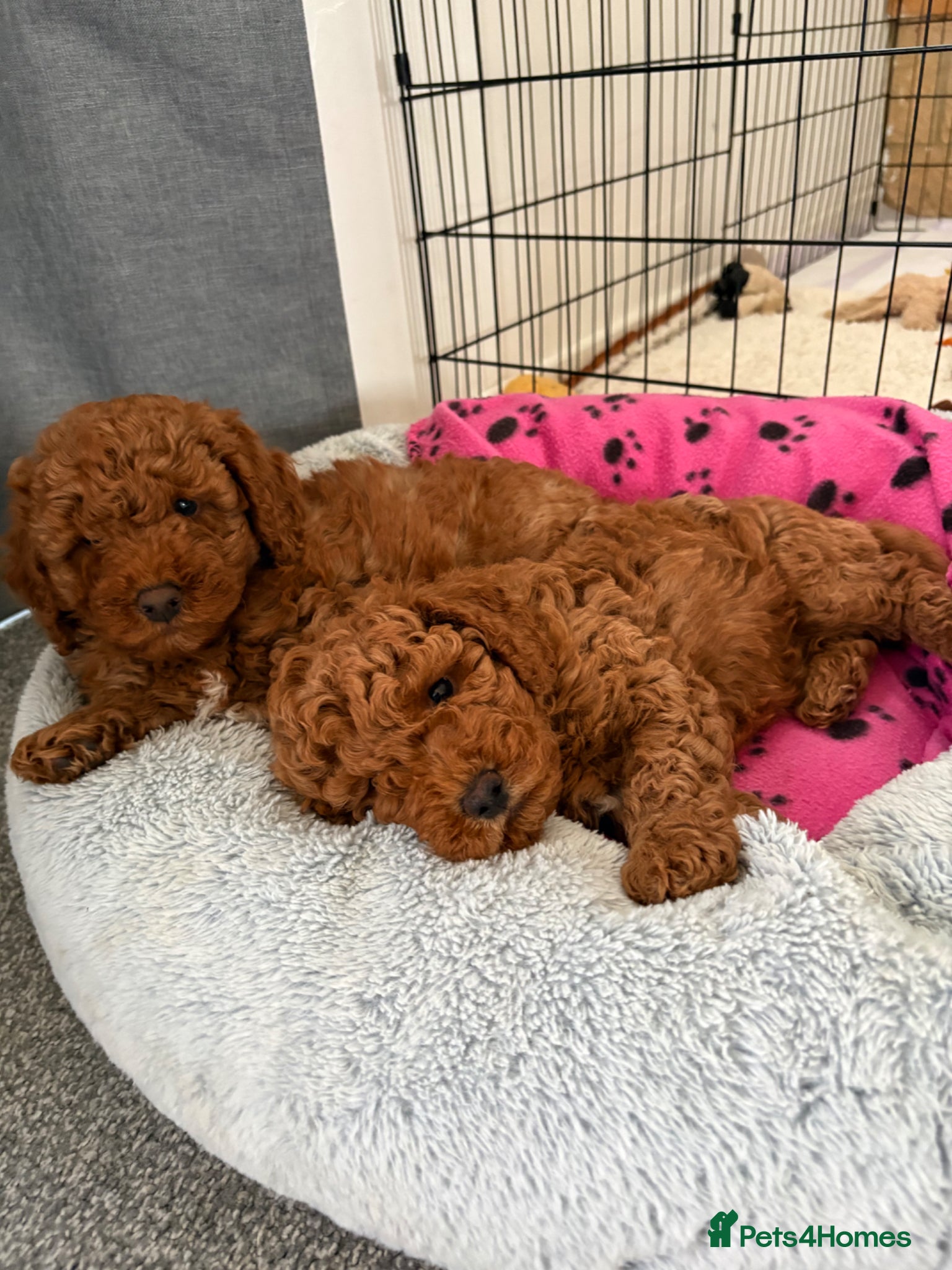 Mixed Breed dogs Two Adorable Toy/Miniature Poodle boys left  - Advert 1