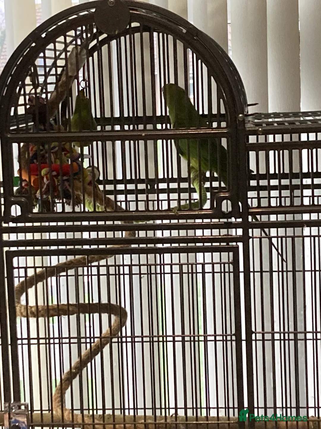 Ringnecks birds for sale: Ring neck  - Advert 9