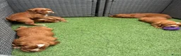 Cocker Spaniel dogs for sale: Red KC cocker spaniel puppies  - Advert 6