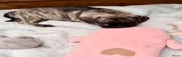 Pug dogs for sale: Adorable one of a kind. loving KCreg PUG puppies  - Advert 5