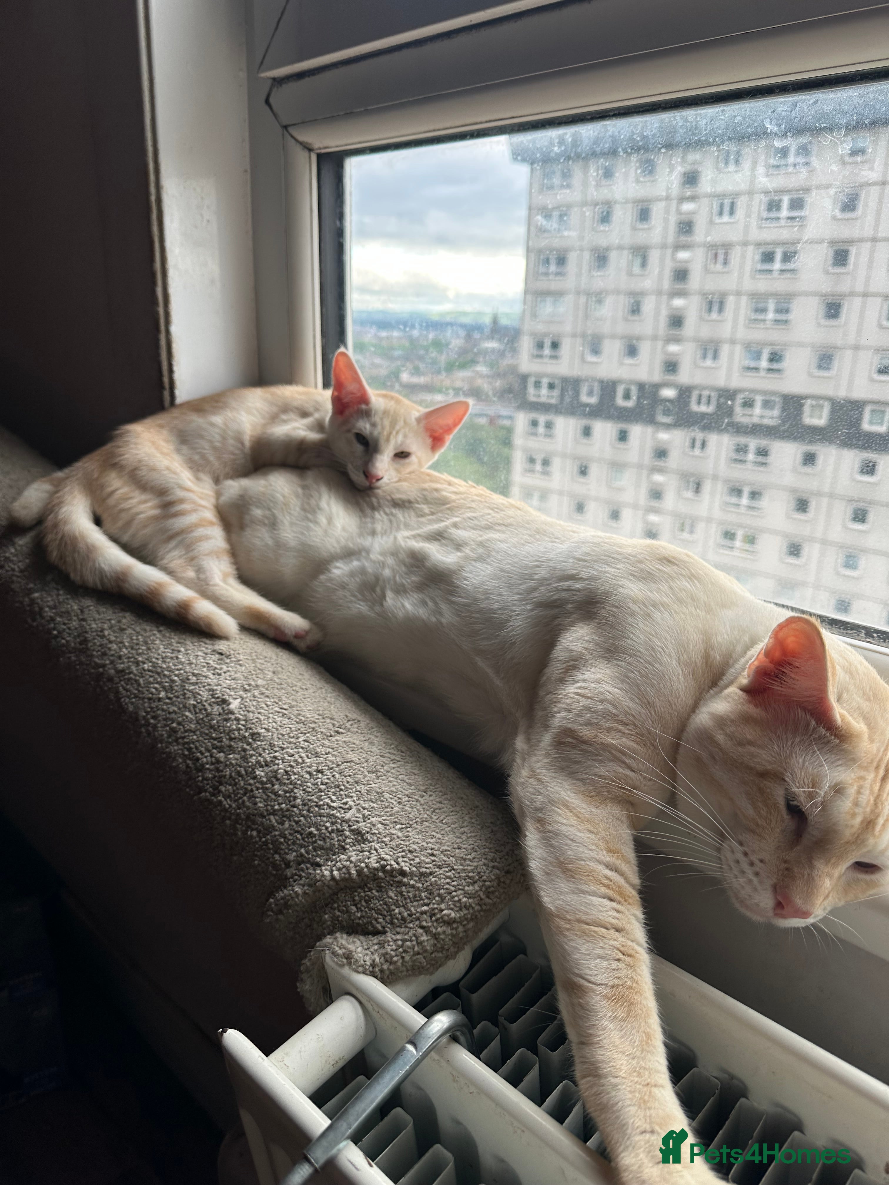 Mixed Breed cats for sale: Amazing Crossed Bengals Available  - Advert 4