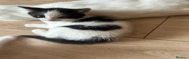 Mixed Breed 4