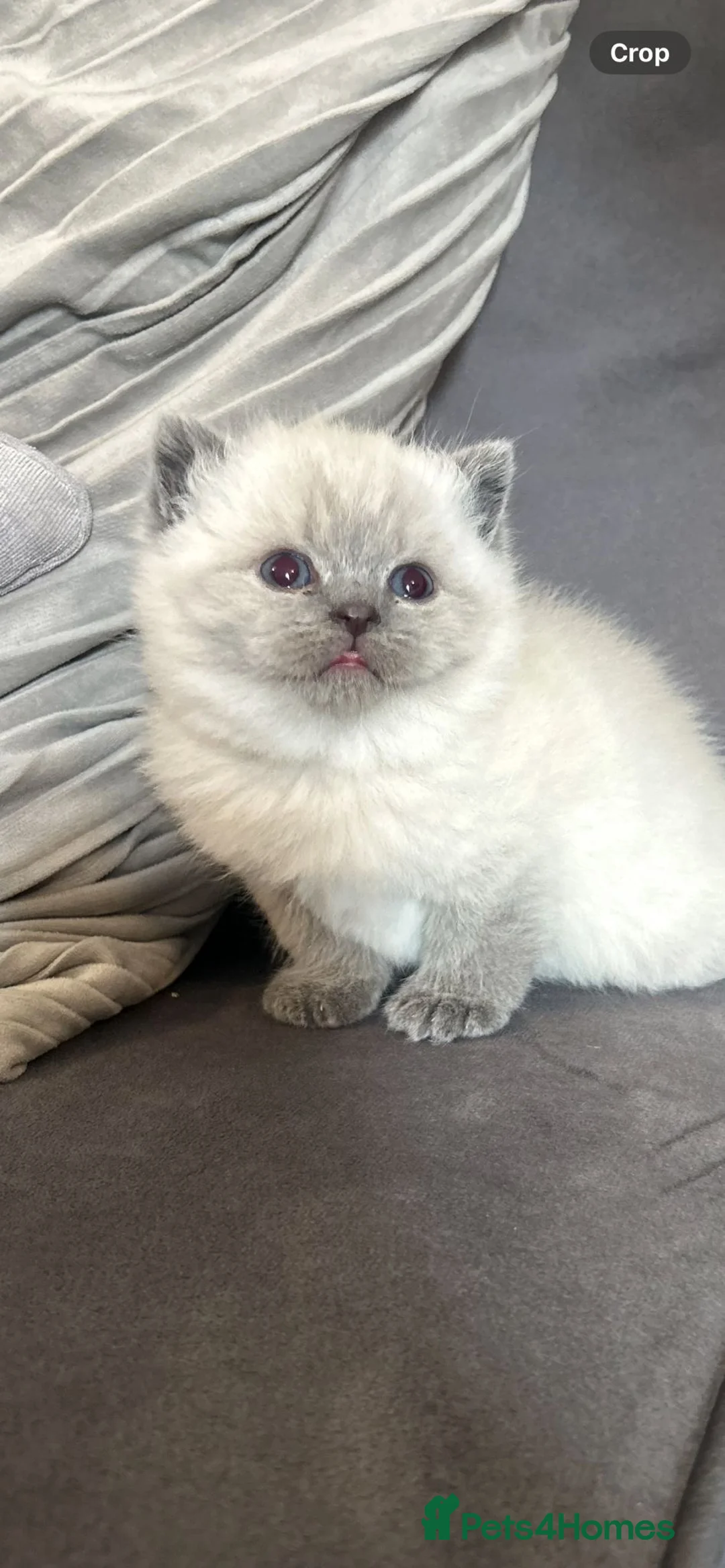 British Shorthair cats for sale: Gorgeous colour point boy - Advert 6