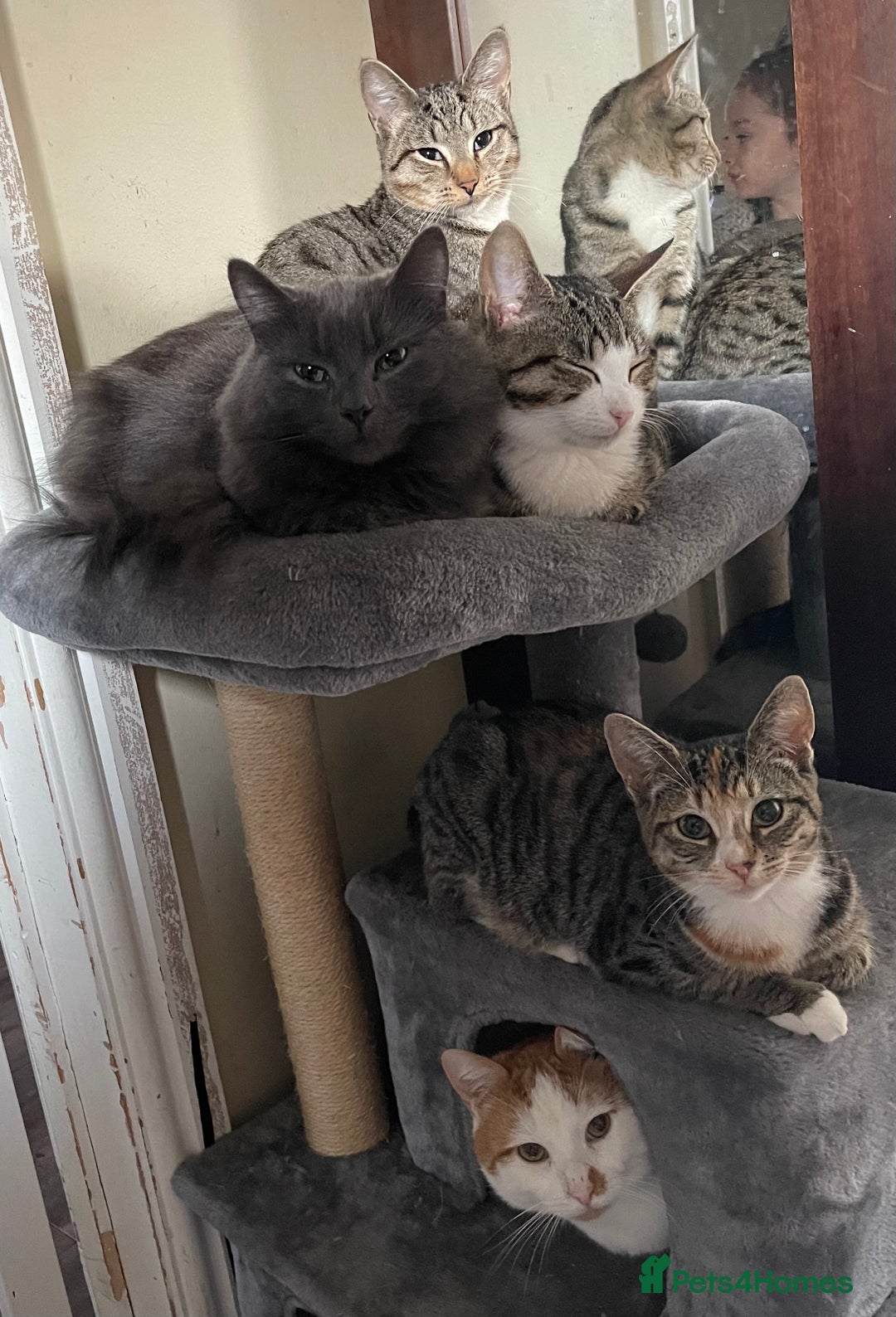 Domestic Shorthair cats for sale: Female Tabby and orange Kitten - Image 5