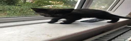 Mixed Breed cats for sale: 2 Black Males, 2 Tortoiseshell Females For Sale - Advert 3