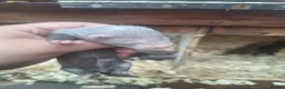 Ferret rodents for sale: silver x polecat kits  in Ulverston - Advert 2