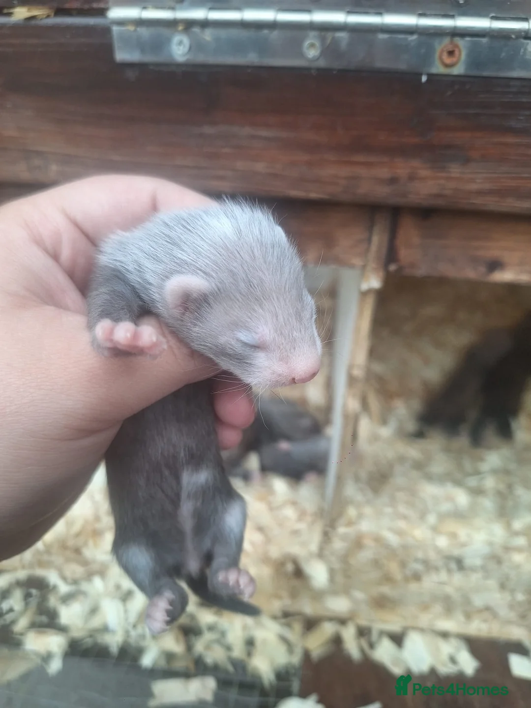 Ferret rodents for sale: silver x polecat kits  in Ulverston - Advert 2