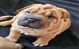 Shar Pei dogs for sale: Shar Pei puppies (READY TO GO NOW) - Image 24