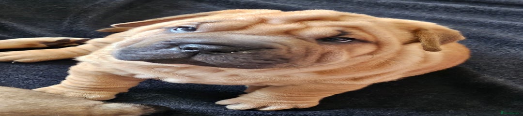 Shar Pei Puppy 3