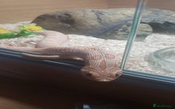 Snake reptiles for sale: Triple A western hognose Arctic Albino - Image 4
