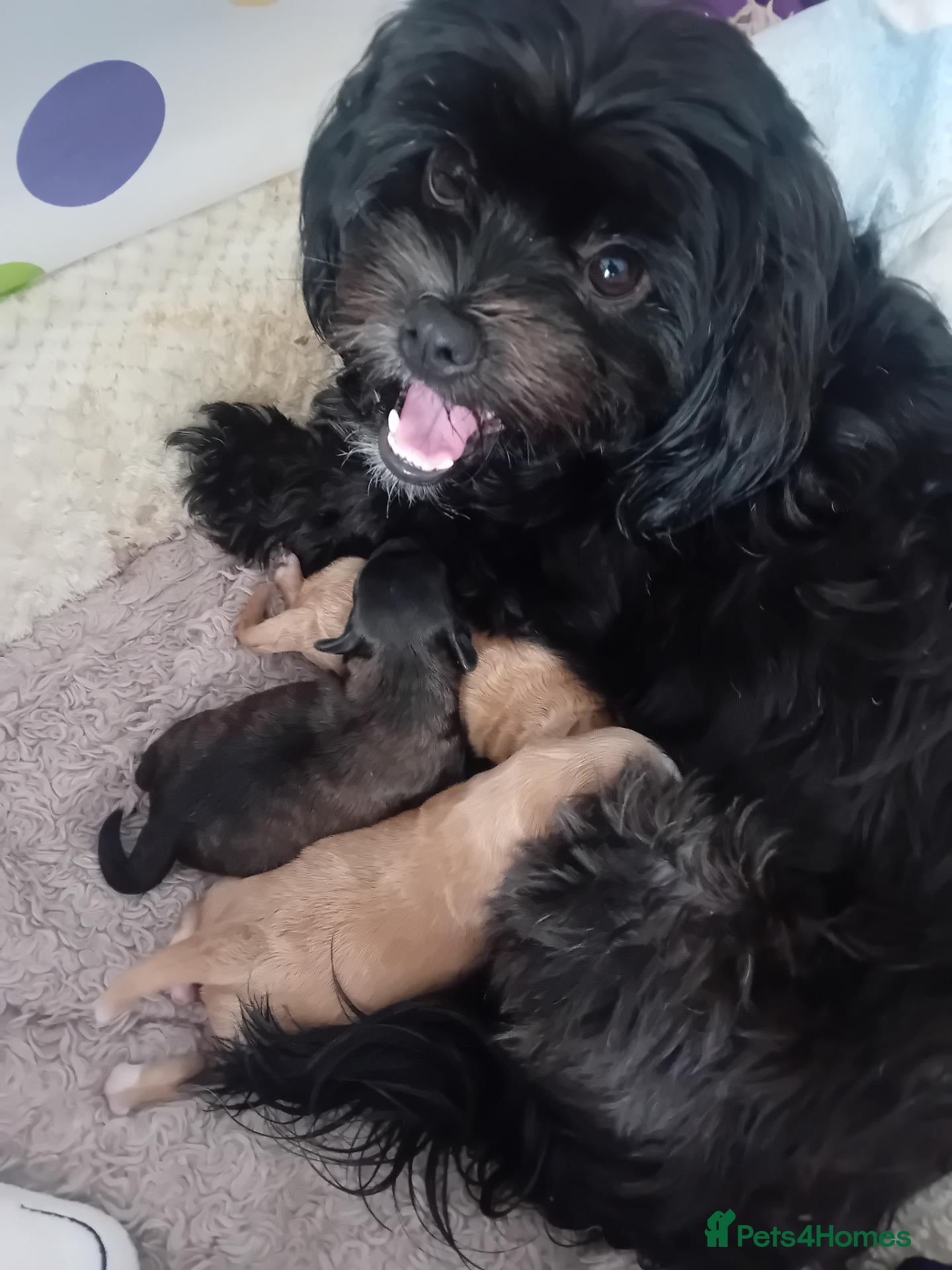 Shihpoo dogs Fur babies - Advert 6