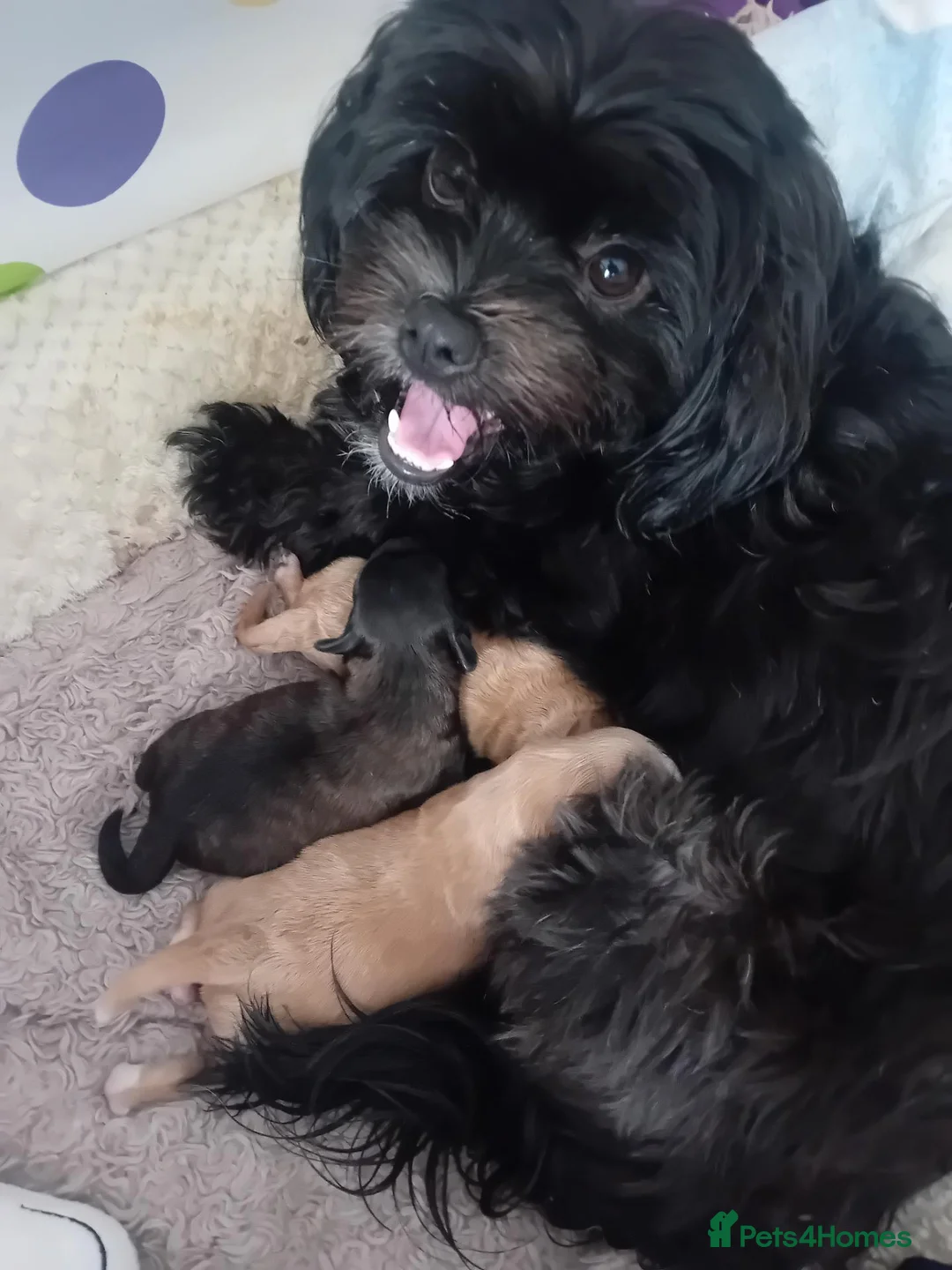 Shihpoo dogs for sale: Fur babies - Advert 1