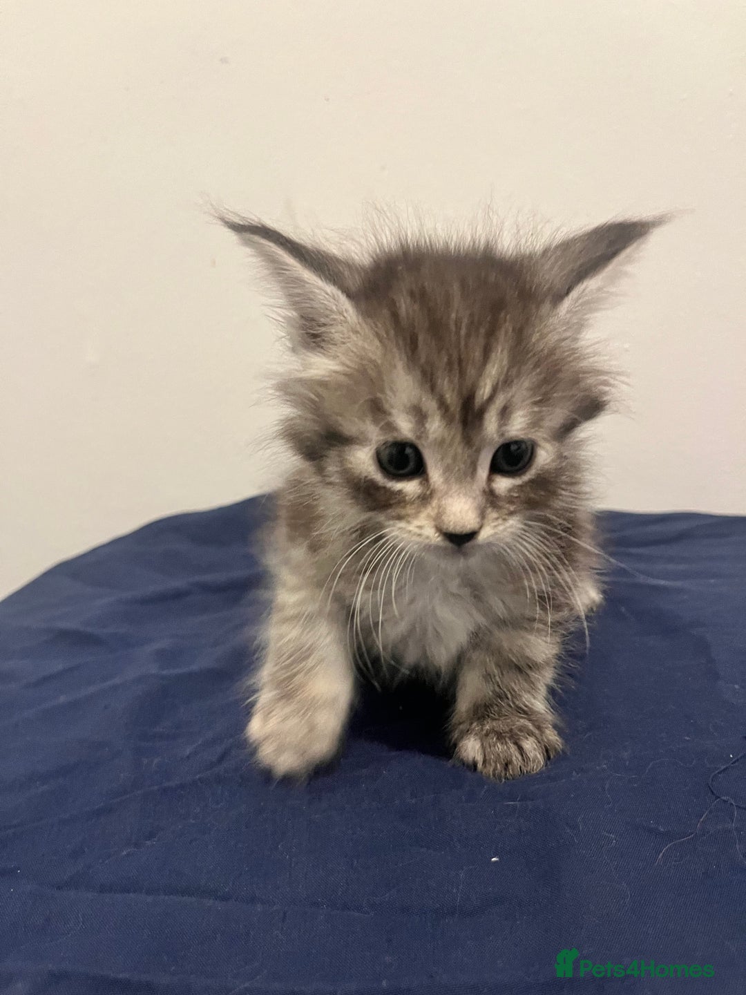 Maine Coon cats for sale: Gorgeous Maine Coons for sale  - Image 7