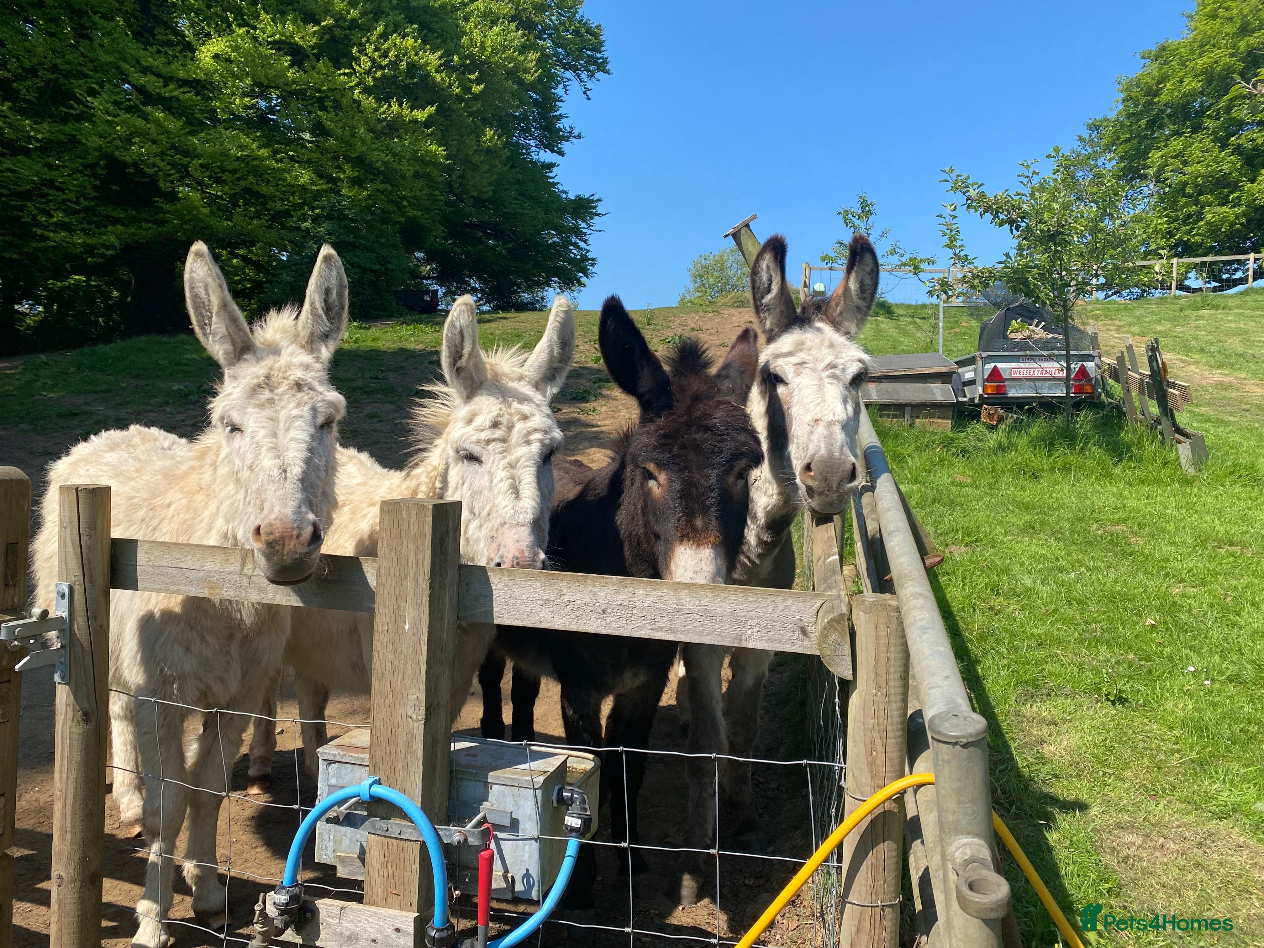 Donkey livestock A pair of gelded friendly donkeys for sale - Advert 3