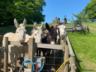 Donkey livestock A pair of gelded friendly donkeys for sale - Advert 6