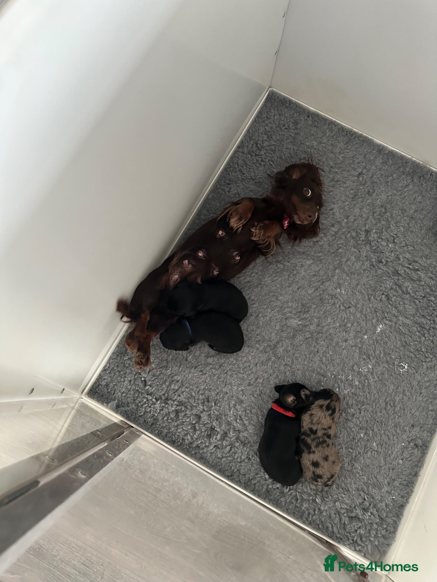 Miniature Dachshund dogs for sale: Longhaired miniature dachshund  - Advert 2