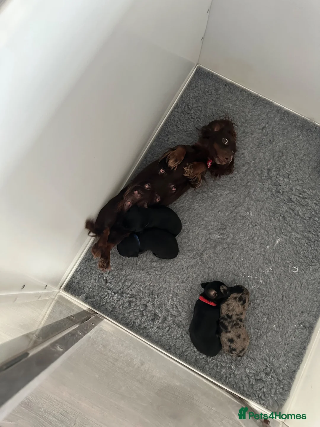 Miniature Dachshund dogs for sale: Longhaired miniature dachshund  - Advert 2
