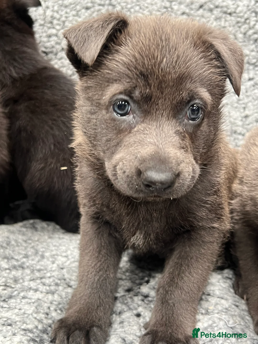 German Shepherd dogs for sale: Pure bred German Shepherd puppies in Bradford - Advert 2