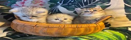 Munchkin cats for sale: Full Pedigree Munchkin Kittens - Advert 8