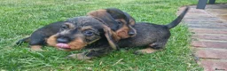 Dachshund dogs for sale: Standard Wirehaired Dachshund pups - Advert 5