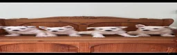 West Highland Terrier dogs for sale: ROYAL KENNEL CLUB WEST HIGHLAND TERRIES - Advert 14