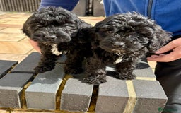 Cockapoo dogs for sale: F1 cockapoos - Image 6