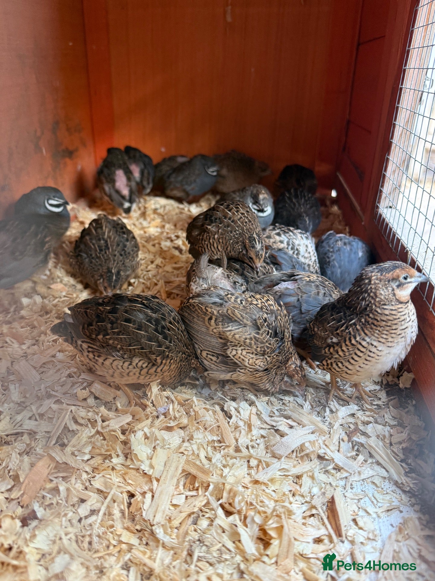 Quail poultry Japanese Quails  - Advert 8