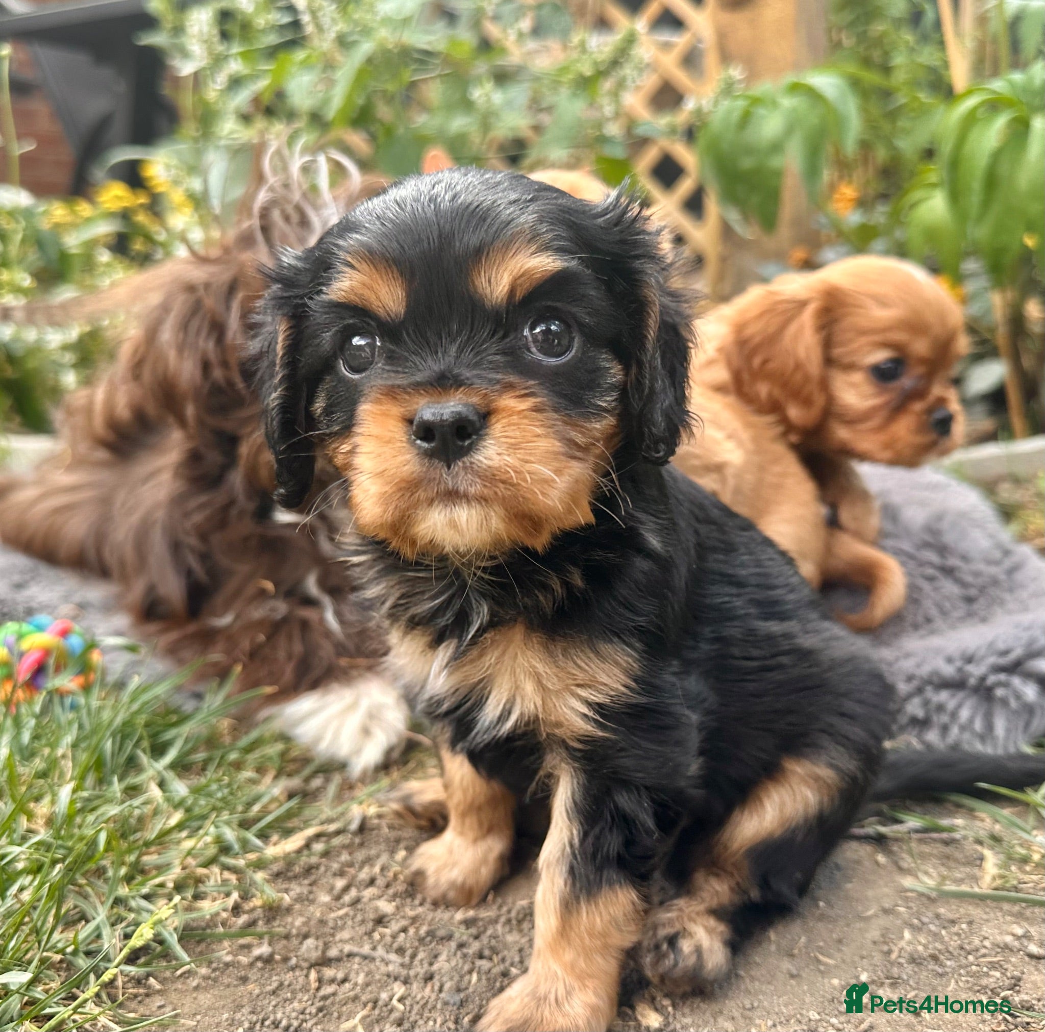 Cavalier King Charles Spaniel dogs Adorable KC Cavalier King Charles Puppies. - Advert 15