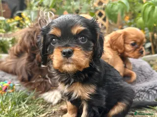 Cavalier King Charles Spaniel dogs Adorable KC Cavalier King Charles Puppies. - Advert 15