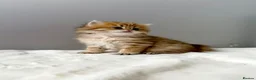 British Longhair cats for sale: Champion lines Golden British Longhairs - Advert 14