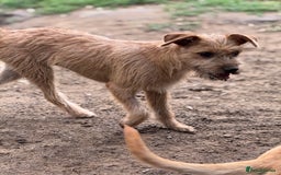 Mixed Breed dogs for adoption: Sweet Sunny Needs LOVE - Image 14