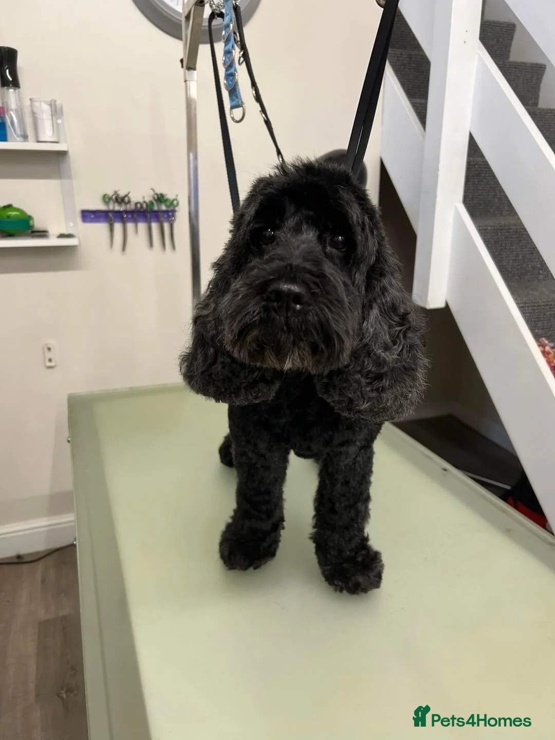 Cockapoo dogs for sale: Luna, cockapoo for a loving home 🐶 in Dereham - Advert 2