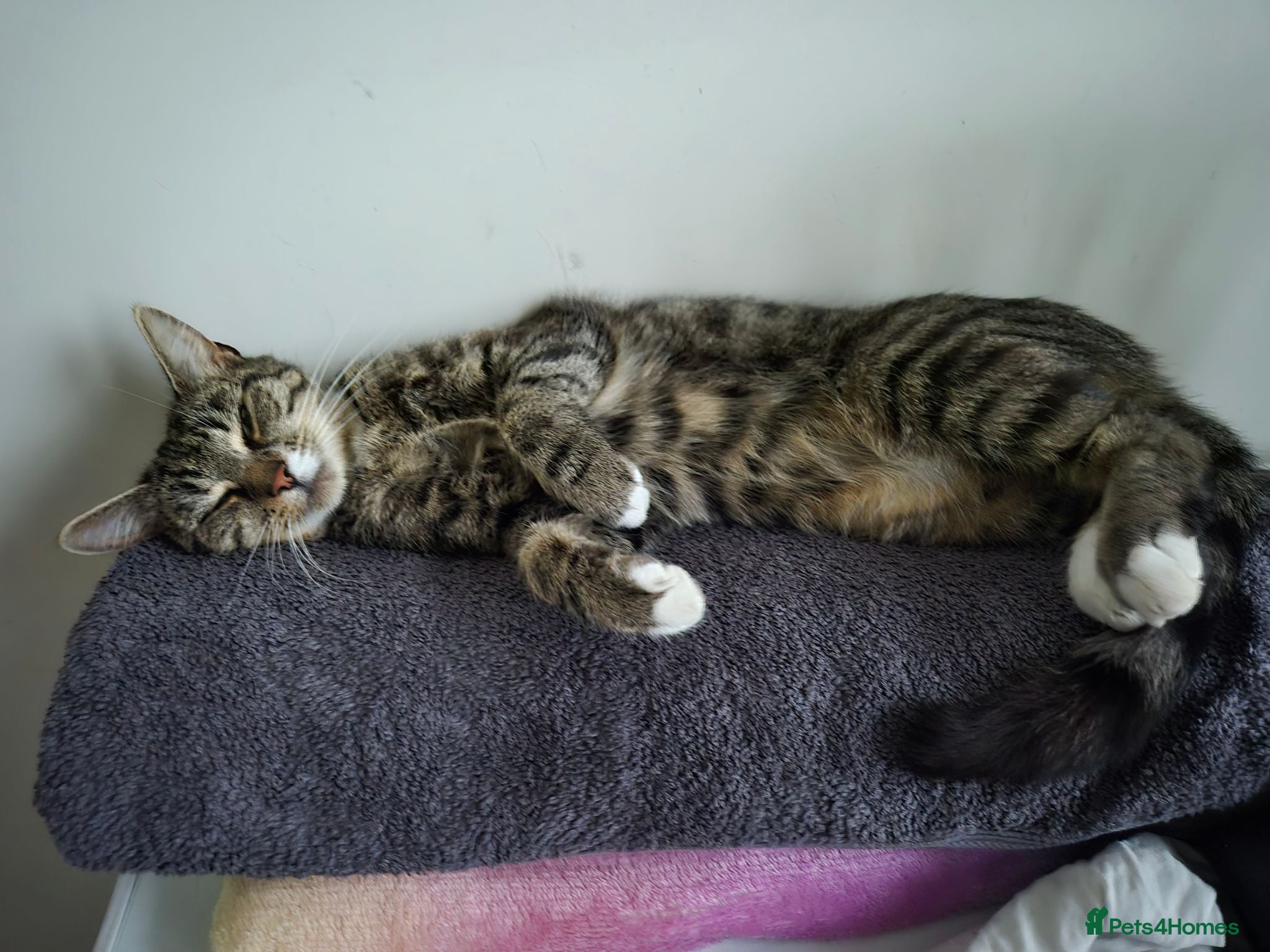 British Shorthair cats URGENT RE-HOME  - Advert 1