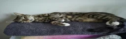 British Shorthair cats for sale: URGENT RE-HOME FREE - Advert 1
