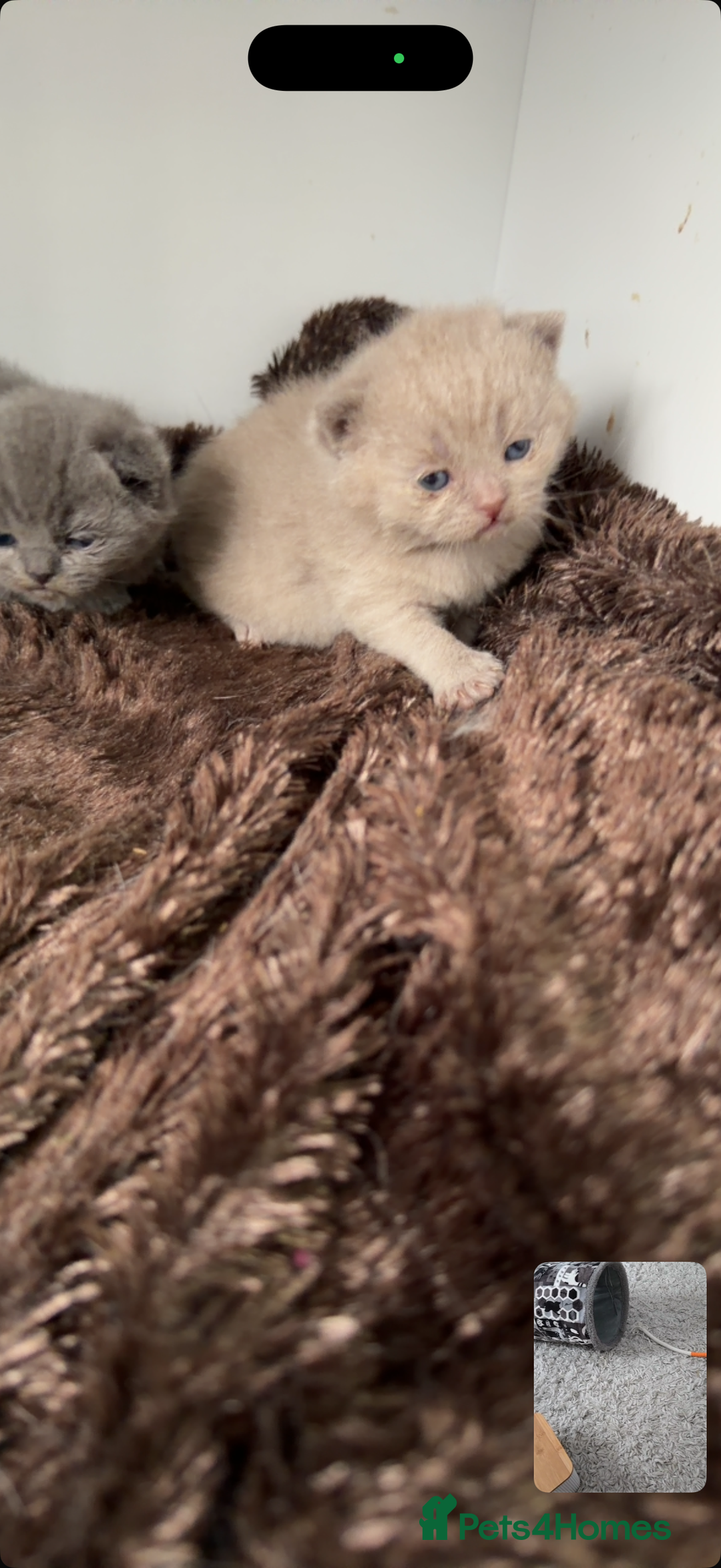 British Shorthair cats for sale: British short hair kittens  - Advert 18