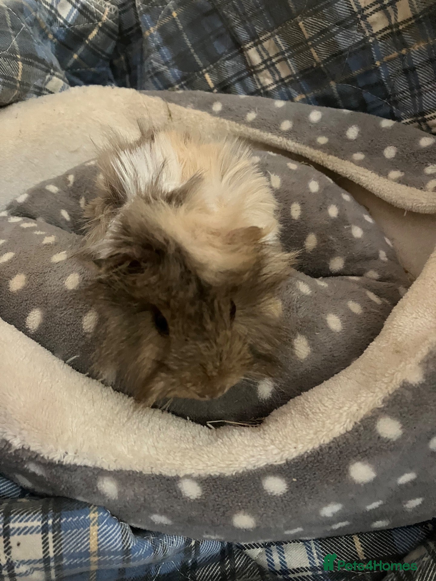 Guinea Pig rodents Lots of lovely baby boy guinea pigs - Advert 3