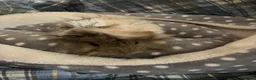 Guinea Pig rodents for sale: Lots of lovely baby boy guinea pigs - Advert 1