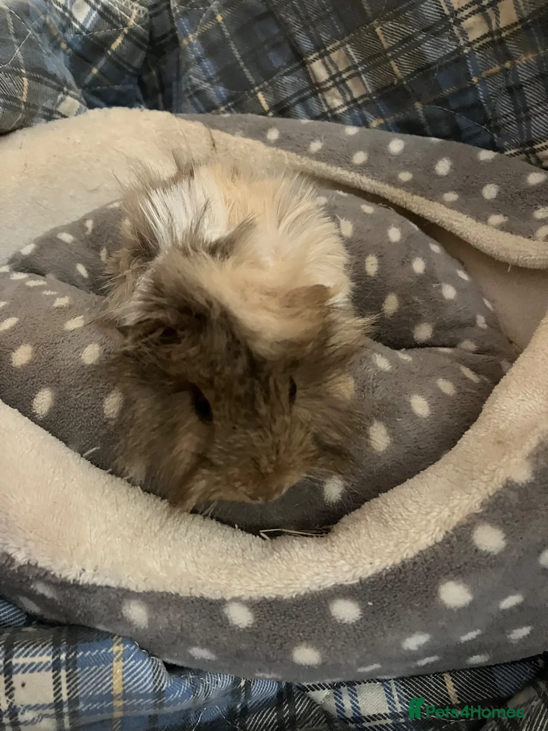 Guinea Pig rodents for sale: Lots of lovely baby boy guinea pigs - Advert 1