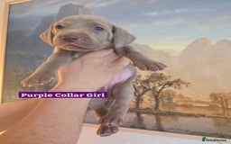 Weimaraner dogs for sale: *2 LEFT *BEAUTIFUL KC WEIM PUPS 2ND/FINAL LITTER  - Advert 17