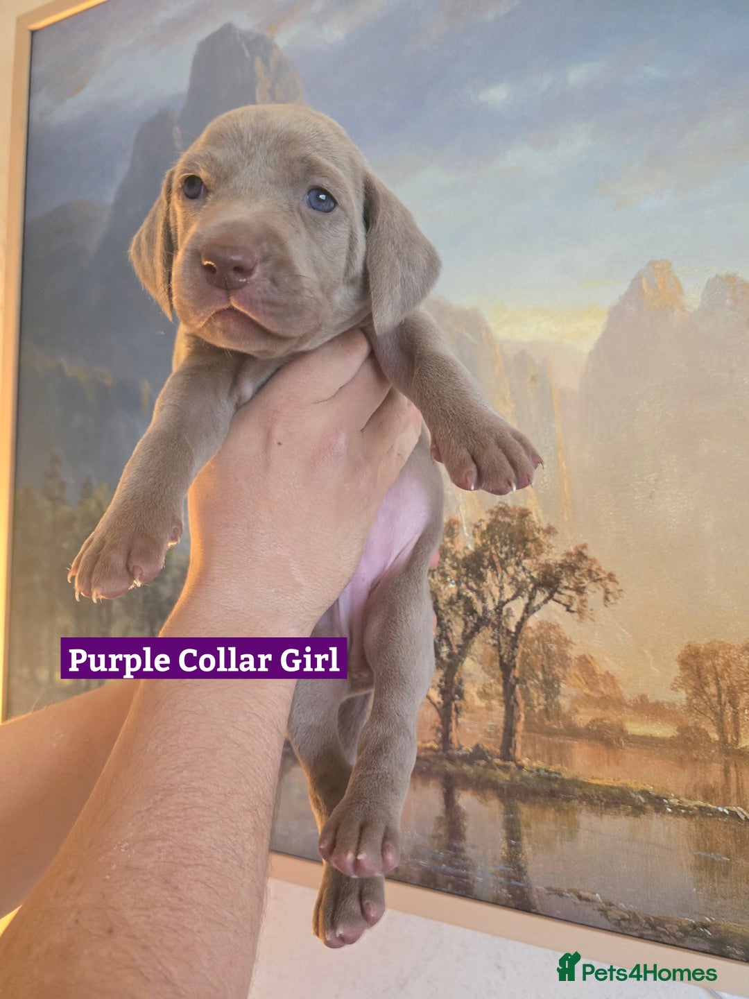 Weimaraner dogs for sale: *2 LEFT *BEAUTIFUL KC WEIM PUPS 2ND/FINAL LITTER  - Advert 17